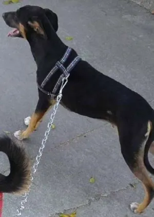 Cachorro raça SRD idade 3 anos nome Argos