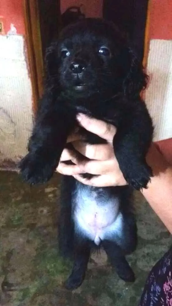 Cachorro ra a Vira lata idade 2 a 6 meses nome Vira lata