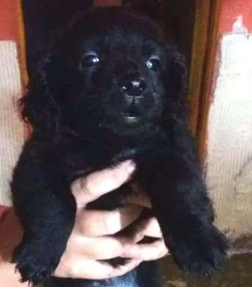 Cachorro ra a Vira lata idade 2 a 6 meses nome Vira lata
