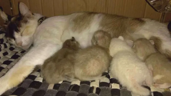 Gato ra a Não definida idade Abaixo de 2 meses nome Sem nome