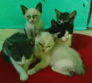 Gato raça  idade Abaixo de 2 meses nome filhotes de gatinhos