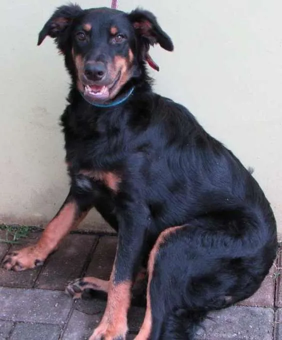 Cachorro ra a SRD idade 7 a 11 meses nome Hulk