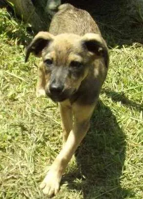 Cachorro raça SRD idade 2 a 6 meses nome Amora e Framboesa