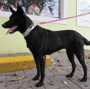 Cachorro raça SRD idade 3 anos nome Perola