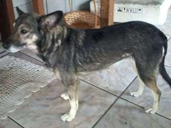 Cachorro ra a Não tem idade 5 anos nome pity