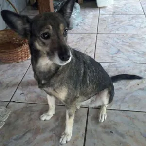Cachorro raça Não tem idade 5 anos nome pity