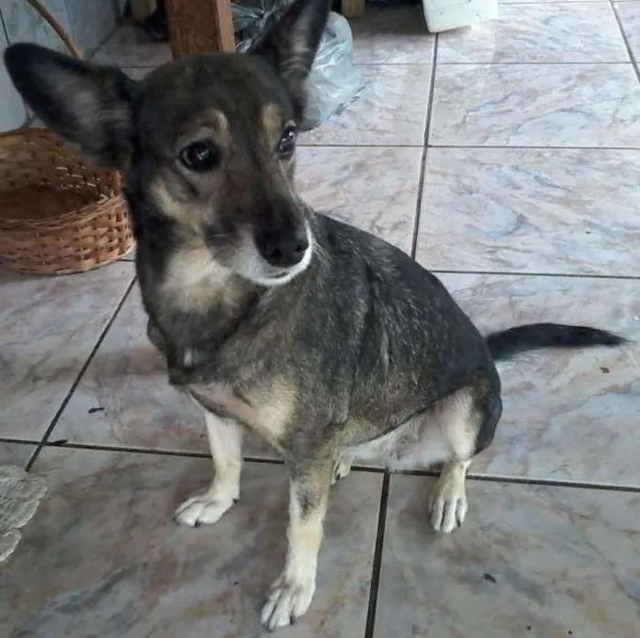 Cachorro ra a Não tem idade 5 anos nome pity