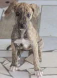 Pipoca