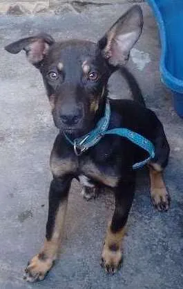 Cachorro raça nao sei idade 2 a 6 meses nome sem nome