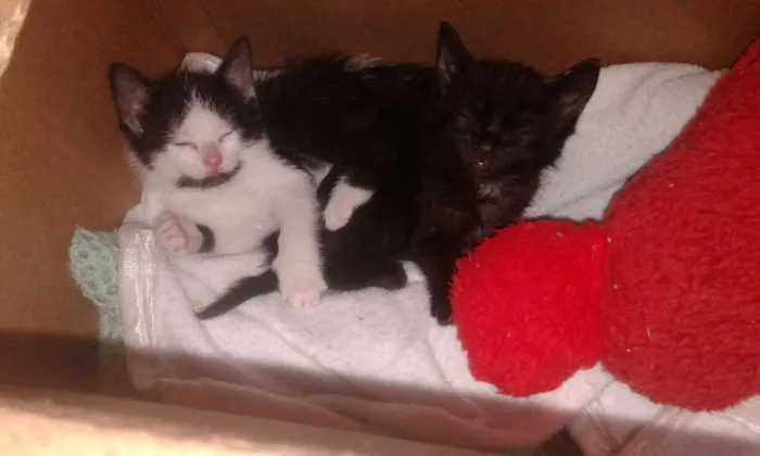 Gato raça Vira-lata  idade Abaixo de 2 meses nome Cristal e Princesa