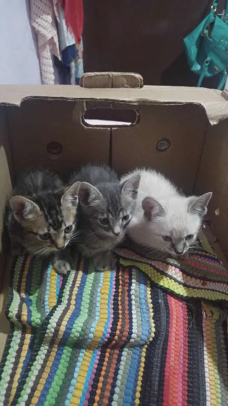 Gato ra a Vira lata idade Abaixo de 2 meses nome Sem nome