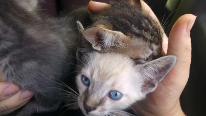 Gato ra a Vira lata idade Abaixo de 2 meses nome Sem nome