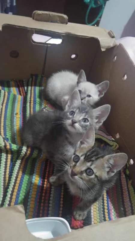 Gato ra a Vira lata idade Abaixo de 2 meses nome Sem nome