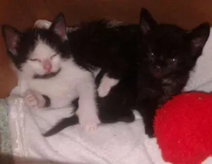 Gato raça Vira-lata  idade Abaixo de 2 meses nome Cristal e Princesa