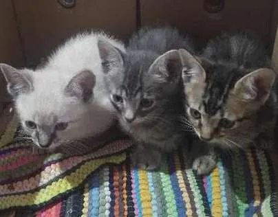 Gato ra a Vira lata idade Abaixo de 2 meses nome Sem nome