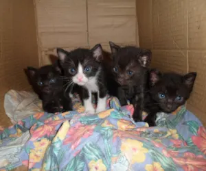 Gato raça  Gatos vira latas idade Abaixo de 2 meses nome Chocoflex...