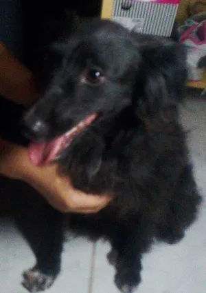 Cachorro raça não definida idade 1 ano nome Sooyoung