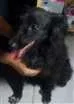 Cachorro raça não definida idade 1 ano nome Sooyoung