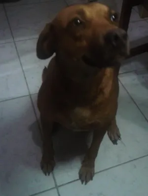 Cachorro raça não defina idade 4 anos nome Vermelha