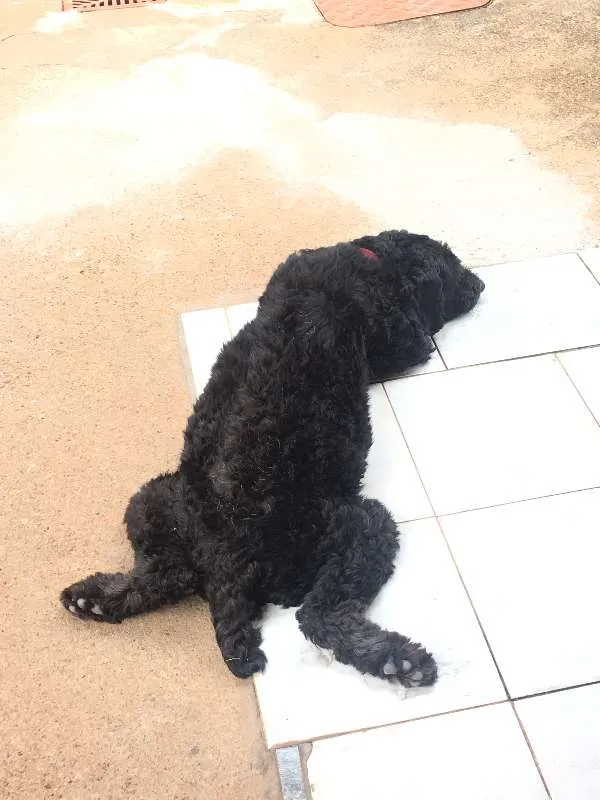 Cachorro ra a viralata idade 2 anos nome Jhuly