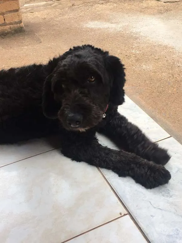 Cachorro ra a viralata idade 2 anos nome Jhuly