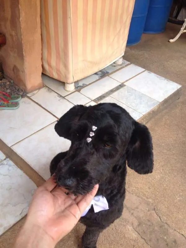 Cachorro ra a viralata idade 2 anos nome Jhuly