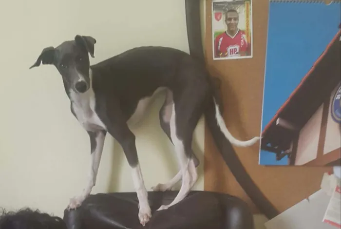 Cachorro raça Whippet idade 2 anos nome Pandora