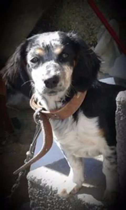 Cachorro ra a não definida idade 3 anos nome Lilla