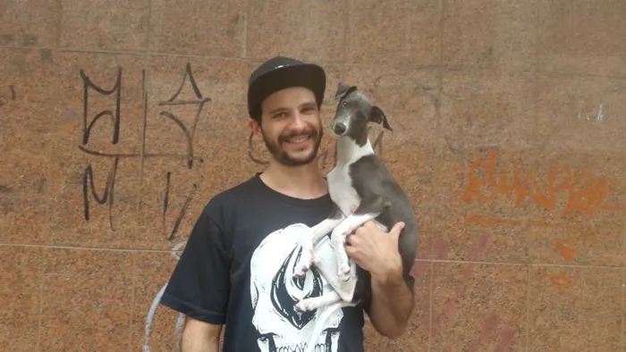Cachorro raça Whippet idade 2 anos nome Pandora