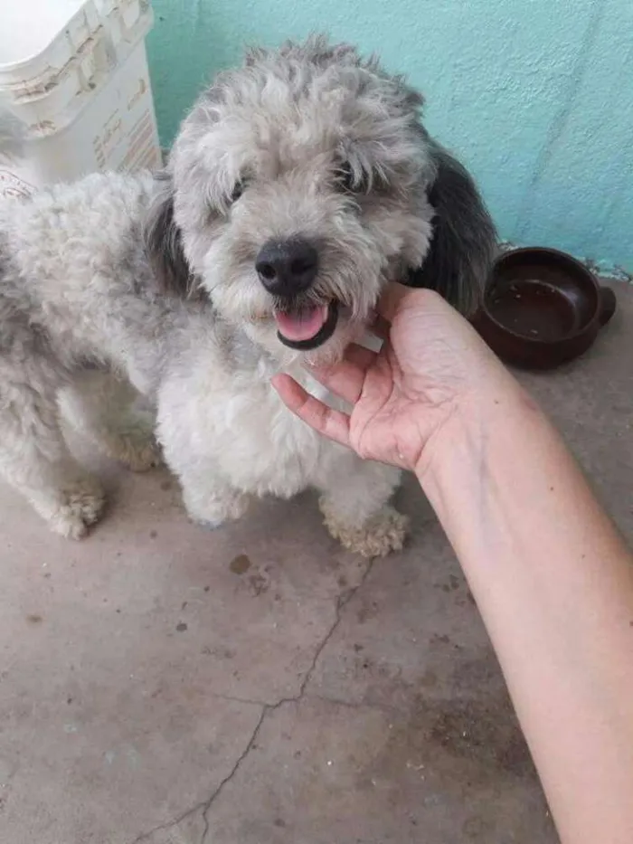 Cachorro ra a Poodle idade 1 ano nome Poodle