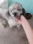 Poodle