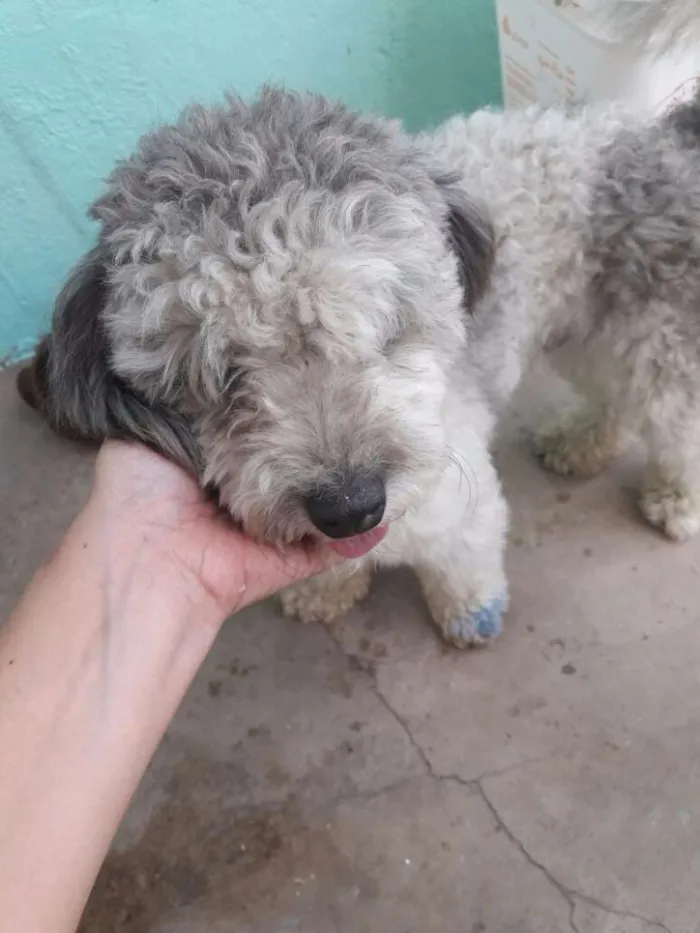 Cachorro ra a Poodle idade 1 ano nome Poodle