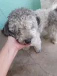 Poodle