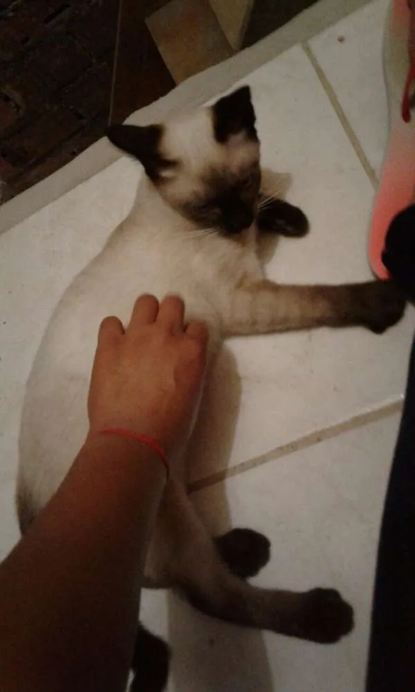 Gato ra a SRD idade 2 a 6 meses nome Filhotes