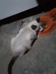 Filhotes