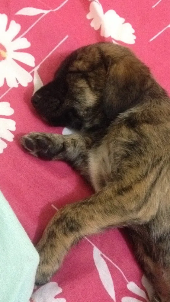 Cachorro ra a Vira lata  idade 2 a 6 meses nome Marley