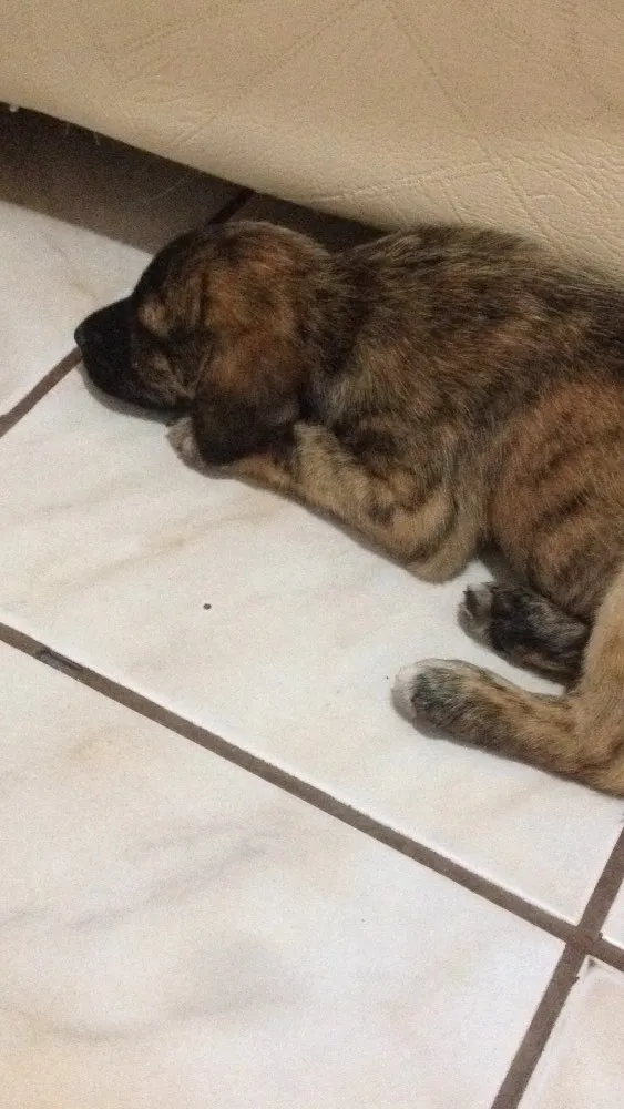 Cachorro ra a Vira lata  idade 2 a 6 meses nome Marley