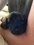 Marley