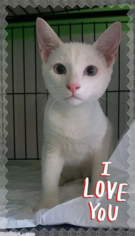 Gato ra a srd idade 2 a 6 meses nome Bernardo