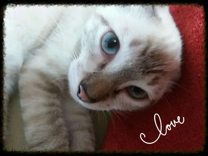 Gato ra a srd idade 2 a 6 meses nome Bianca