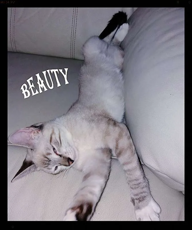 Gato ra a srd idade 2 a 6 meses nome Bianca