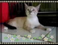 Bianca