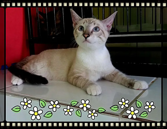 Gato ra a srd idade 2 a 6 meses nome Bianca