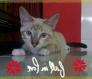 Gato raça srd idade 2 a 6 meses nome Bianca