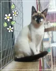 Princesa