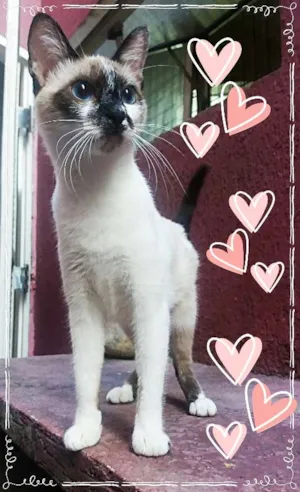 Gato raça srd idade 7 a 11 meses nome Princesa