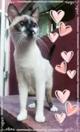 Princesa