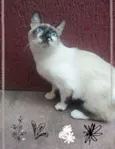 Princesa