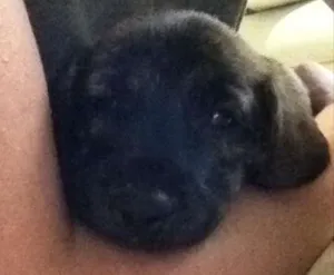 Cachorro raça Vira lata  idade 2 a 6 meses nome Marley
