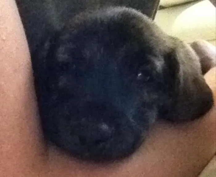 Cachorro ra a Vira lata  idade 2 a 6 meses nome Marley